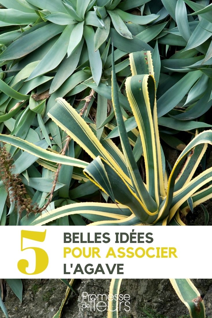 Agave: 5 Ideen für gelungene Pflanzkombinationen