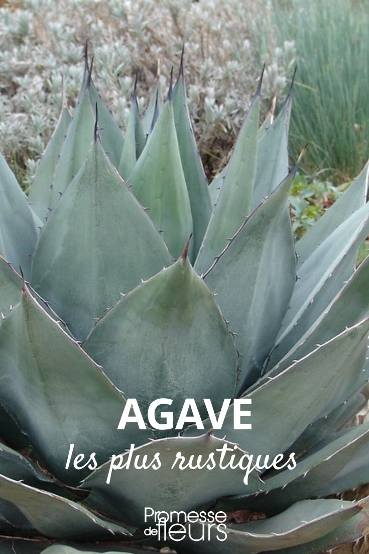 Agave winterhart