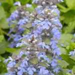 Ajuga kombinieren?