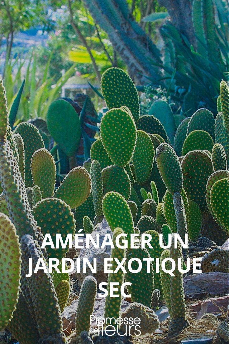 Exotischer Trockengarten: Gestaltungstipps und typische Pflanzen

Ein exotischer Trockengarten ist eine faszinierende Möglichkeit, um mit wenig Wasser und pflegeleichten Pflanzen eine besondere Atmosphäre zu schaffen. Hier sind einige Tipps zur Gestaltung und eine Auswahl an typischen Pflanzen, die in einem solchen Garten gedeihen.

**Gestaltungstipps:**

1. **Boden vorbereiten:** Ein gut durchlässiger Boden ist entscheidend. Mischen Sie Sand und Kies in den Boden, um die Drainage zu verbessern.
2. **Mulchen:** Verwenden Sie Kies oder Steine als Mulch, um die Feuchtigkeit im Boden zu halten und Unkraut zu unterdrücken.
3. **Sonnenexposition:** Wählen Sie einen sonnigen Standort, da die meisten exotischen Trockenpflanzen viel Sonne benötigen.
4. **Wassermanagement:** Installieren Sie ein effizientes Bewässerungssystem, das gezielt Wasser an die Wurzeln der Pflanzen liefert.

**Typische Pflanzen:**

1. **Agaven (Agave spp.):** Diese robusten Sukkulenten sind perfekt für trockene Klimazonen und bieten eine dramatische Silhouette.
2. **Yucca (Yucca spp.):** Mit ihren schwertförmigen Blättern und hohen Blütenständen sind Yuccas ein Blickfang in jedem Trockengarten.
3. **Lavendel (Lavandula spp.):** Nicht nur schön, sondern auch duftend, Lavendel ist eine hervorragende Wahl für sonnige, trockene Standorte.
4. **Palmlilien (Yucca filamentosa):** Diese winterharten Pflanzen sind ideal für gemäßigte Klimazonen und benötigen wenig Pflege.
5. **Wolfsmilch (Euphorbia spp.):** Diese vielseitigen Pflanzen bieten eine breite Palette von Formen und Farben und sind sehr trockenheitstolerant.

Ein exotischer Trockengarten kann eine pflegeleichte und ästhetisch ansprechende Lösung für trockene Klimazonen sein. Mit der richtigen Planung und Pflanzenauswahl können Sie eine Oase schaffen, die sowohl widerstandsfähig als auch schön ist.