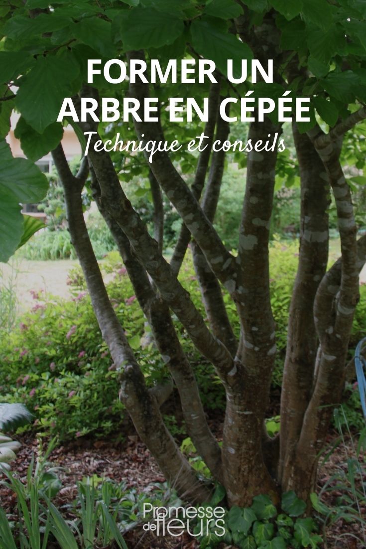einen Baum zu einem Mehrstammbaum (Cépée) formen