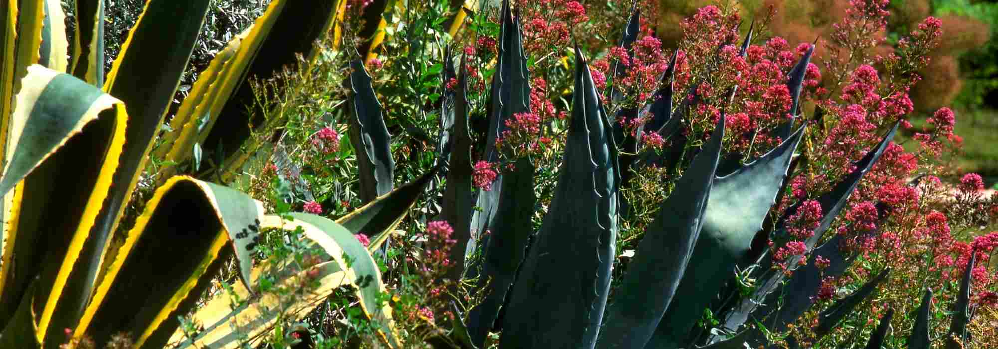 Agave kombinieren