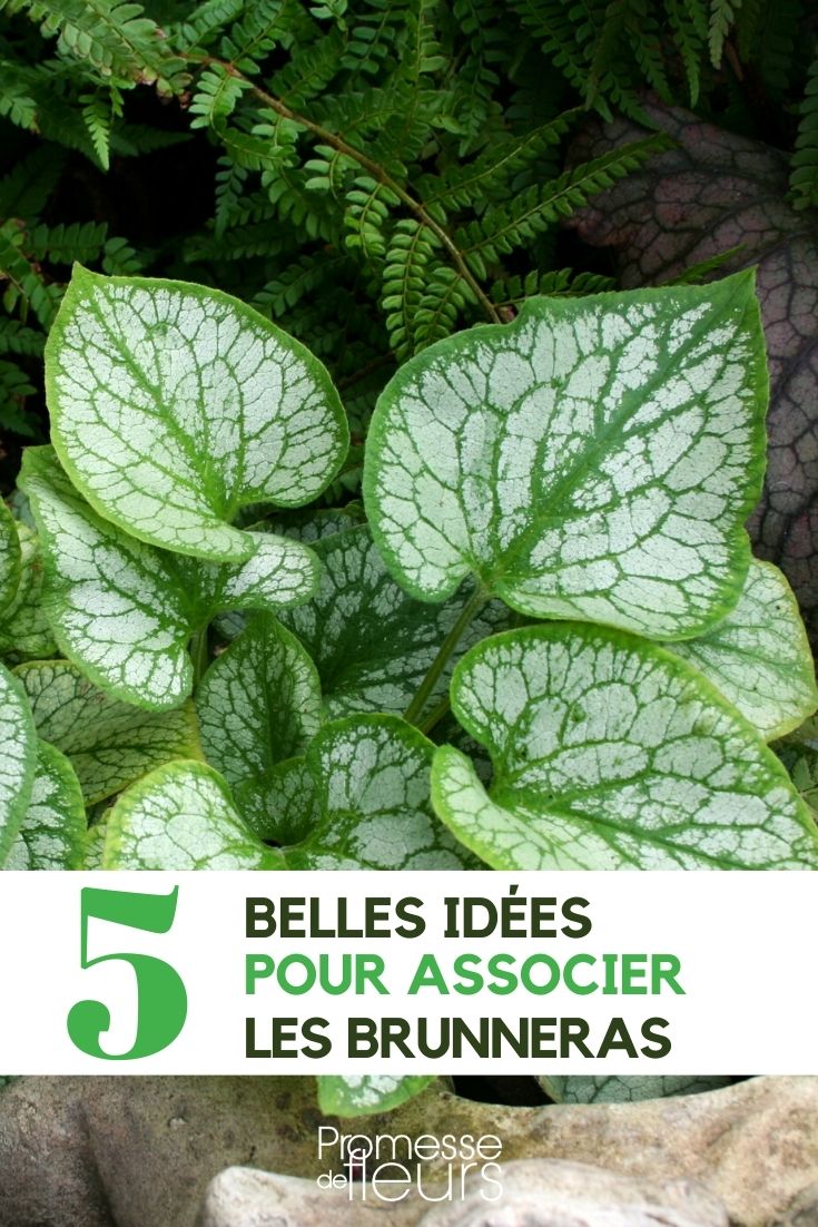 Brunnera: 5 Ideen für gelungene Pflanzkombinationen