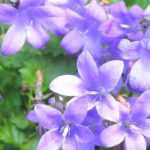 7 sternblütige Glockenblumen