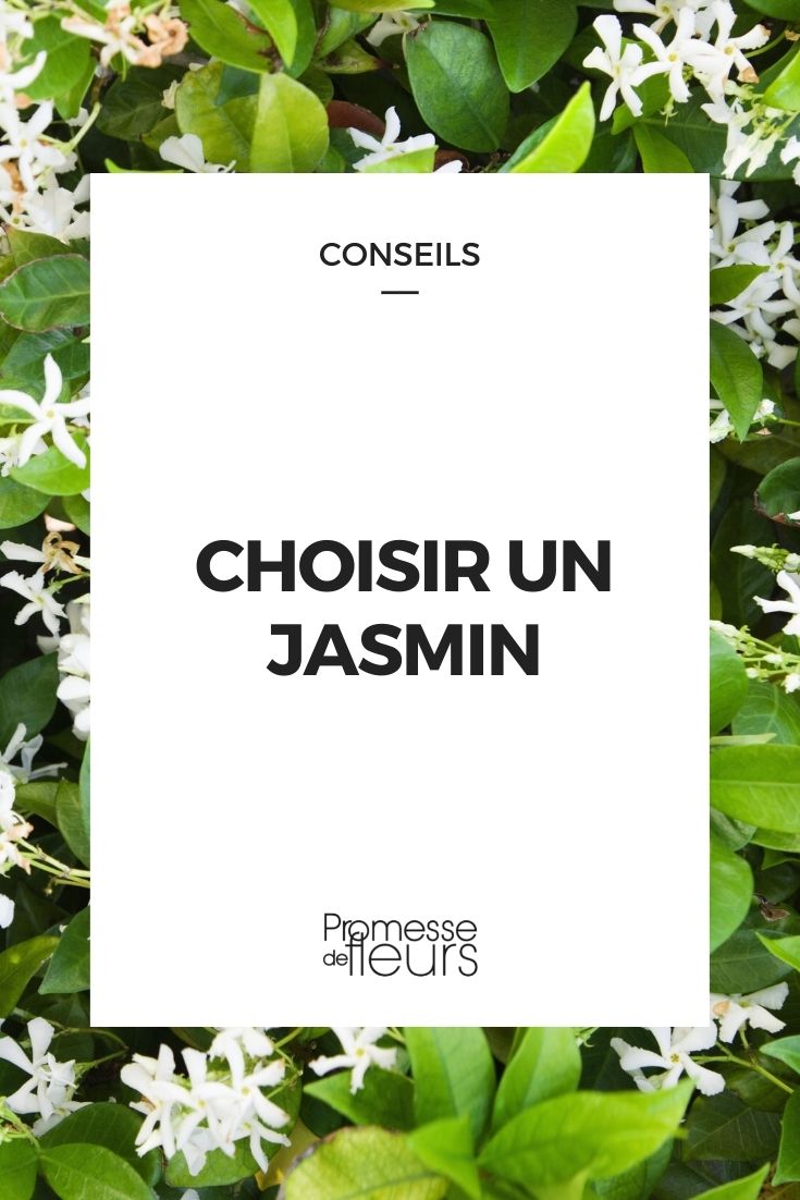 Einen Jasmin auswählen