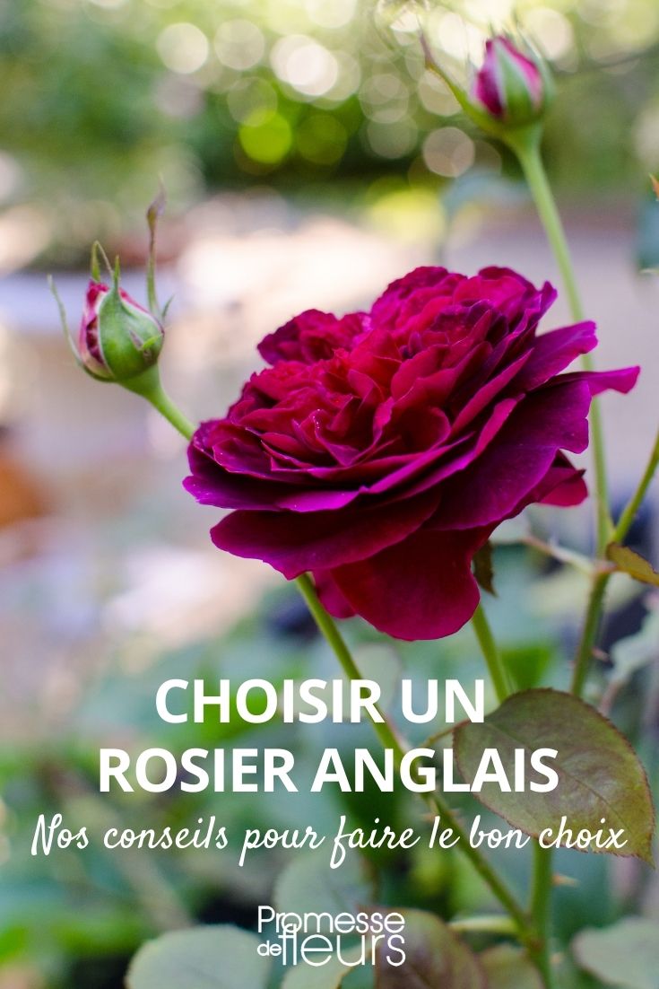 Kaufberatung: Englische Austin-Rosen