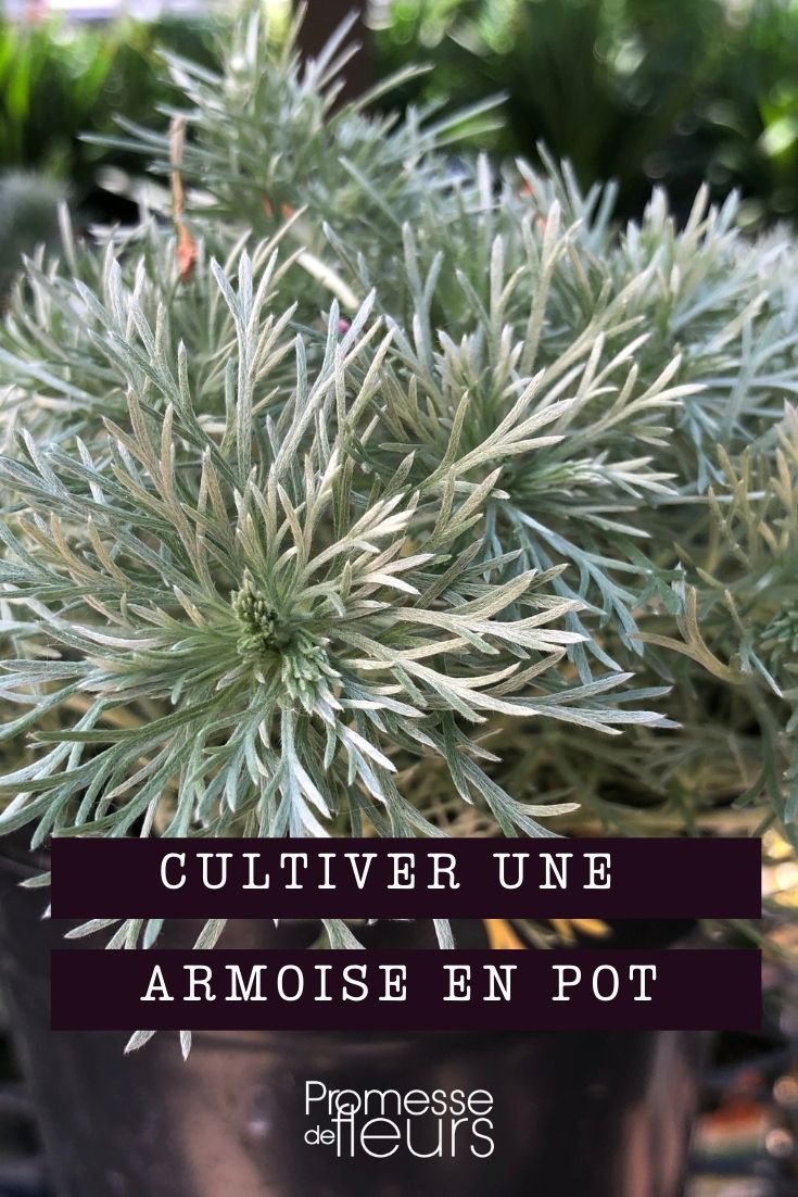 Artemisia im Topf