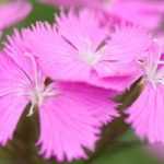 Die 5 schönsten rosa Nelken