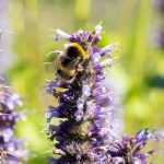 Blumen für Bienen DécorEntrée en vigueur: 23/09/2025