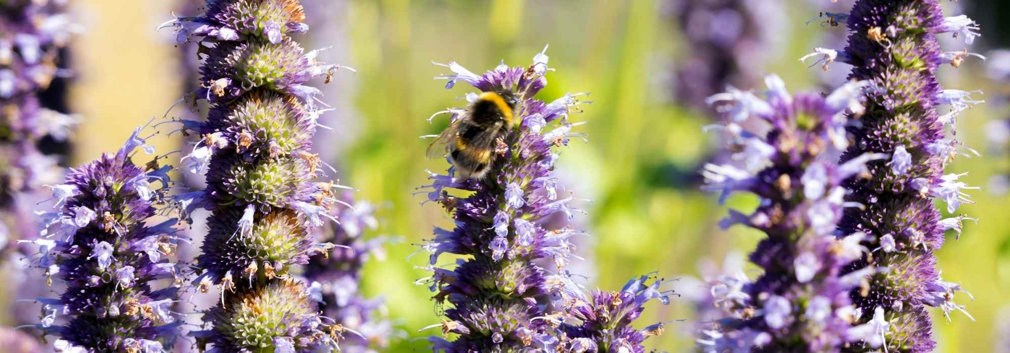 Blumen für Bienen DécorEntrée en vigueur: 23/09/2025