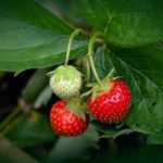 Krankheiten und Schädlinge an Erdbeeren