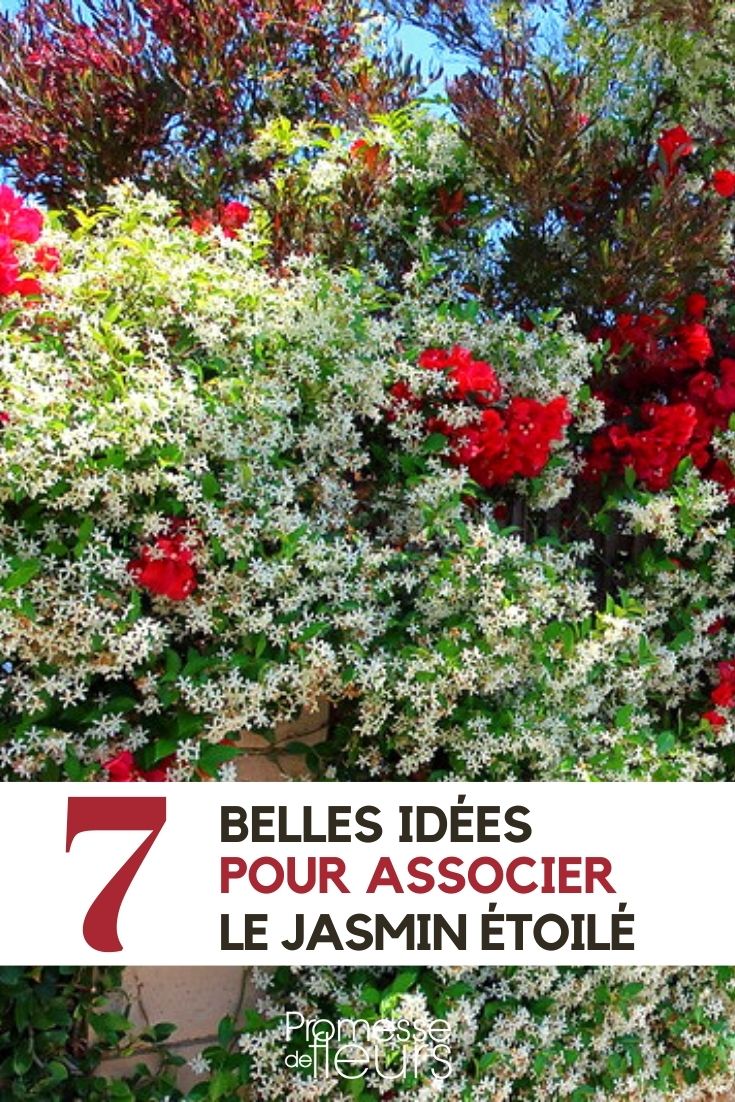 Jasmin étoilé oder Trachelospermum: 7 Ideen für gelungene Kombinationen