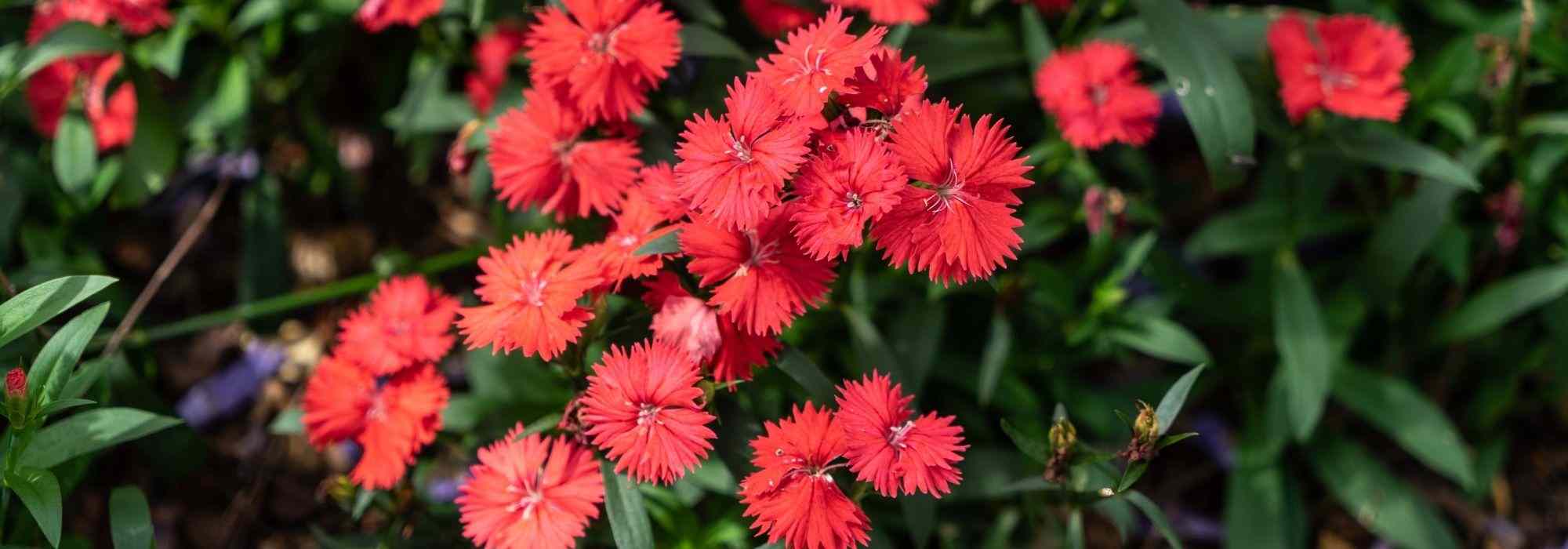 5 schönste rote Nelken