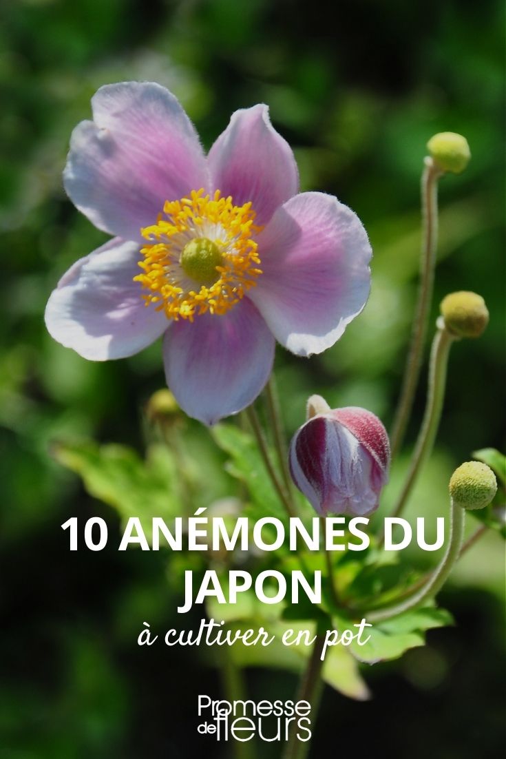 Anemone japonica für den Topf