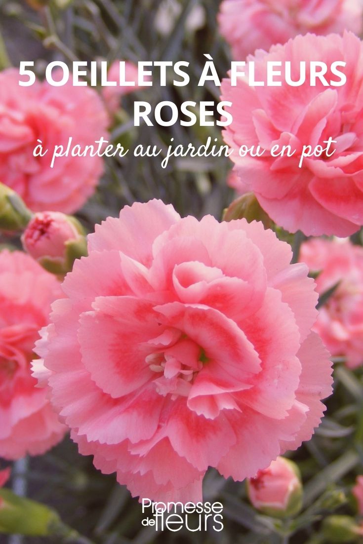 Nelken in Rosa
