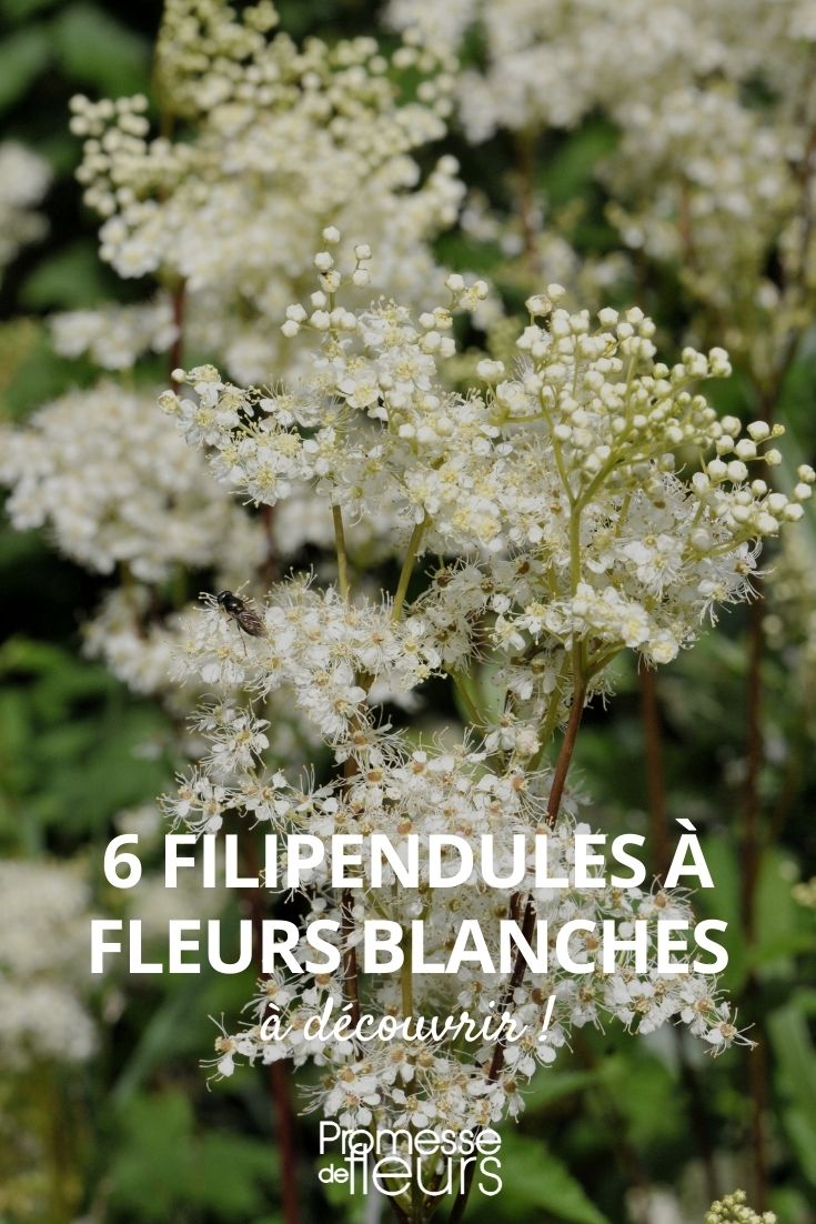 Filipendeln weiße Blüten