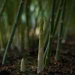 Spargel: Pflanzen, Pflege, Ernte