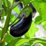 Aubergine: Krankheiten und Schädlinge