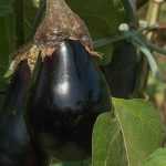 Aubergine: 6 Sorten für Anfänger