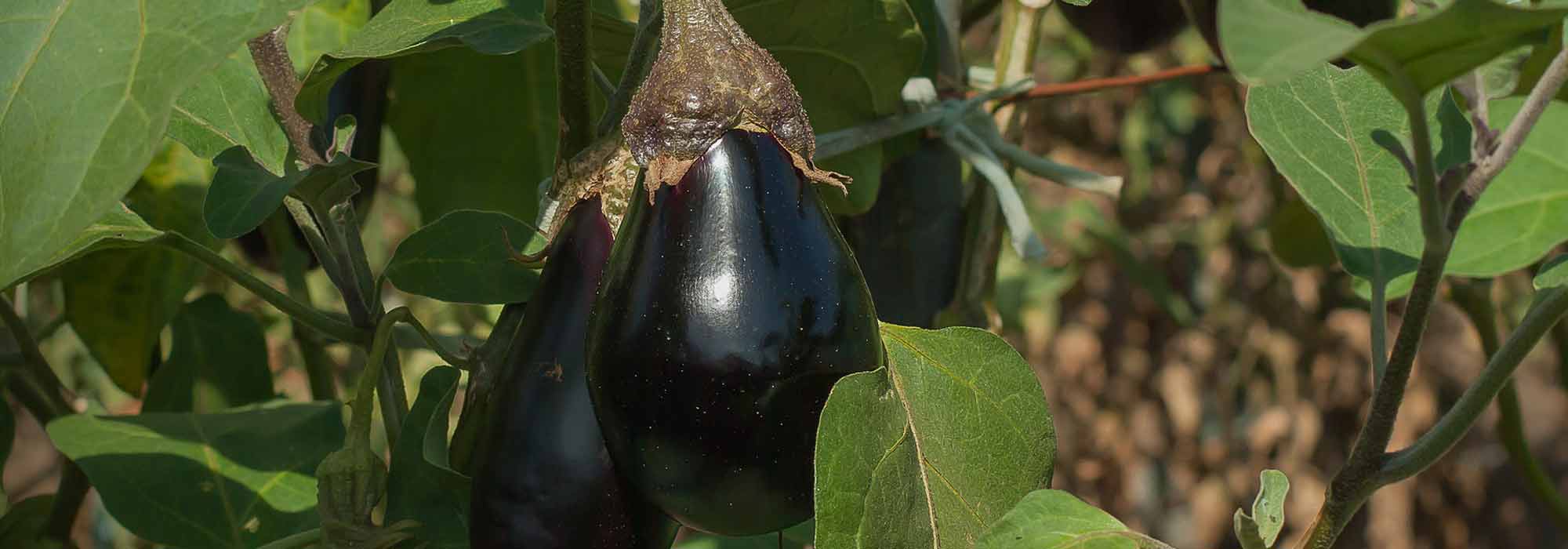 Aubergine: 6 Sorten für Anfänger