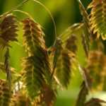 Chasmanthium latifolium: Pflanzen & Pflege