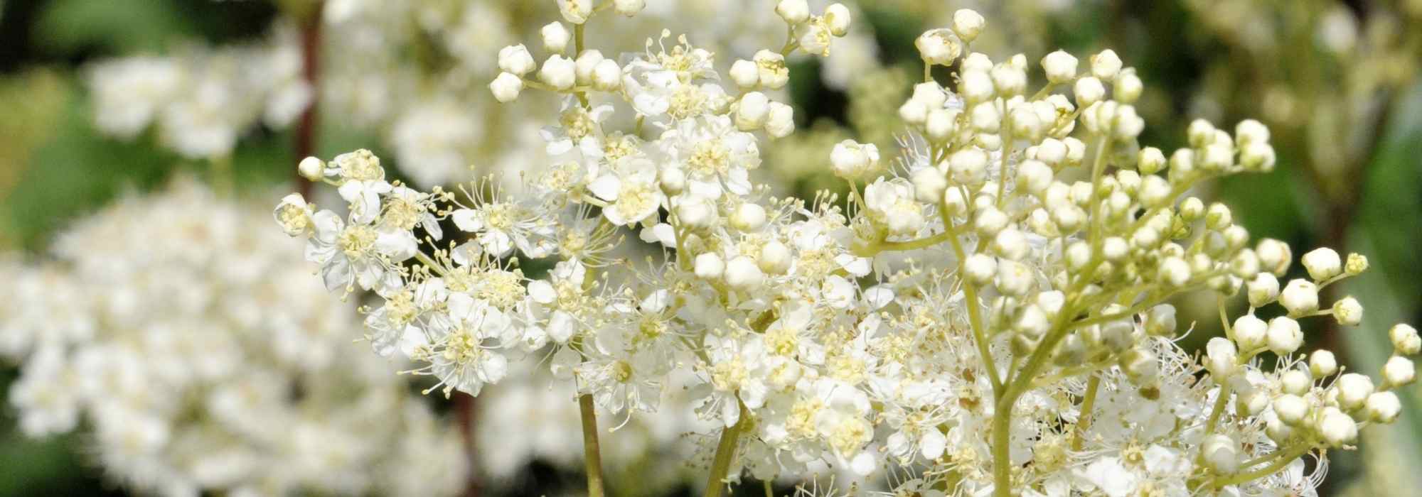 Mädesüß mit weißen Blüten: 6 Sorten