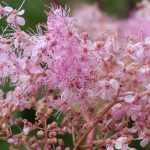Mädesüß mit rosa Blüten: 6 Sorten entdecken