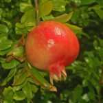 Granatapfelbaum: pflanzen, pflegen, ernten