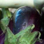 Aubergine: beste Sorten