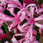 5 Guernsey-Lilien entdecken
