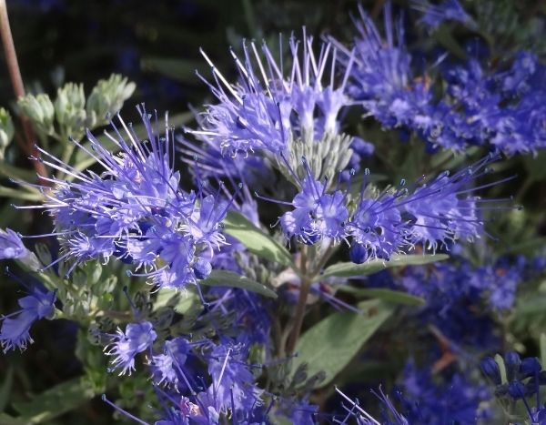 Wann und wie Bartblume schneiden?