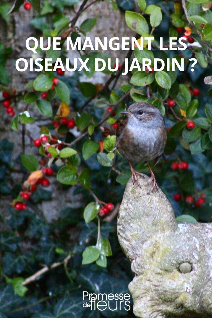 Was fressen die Vögel im Garten?