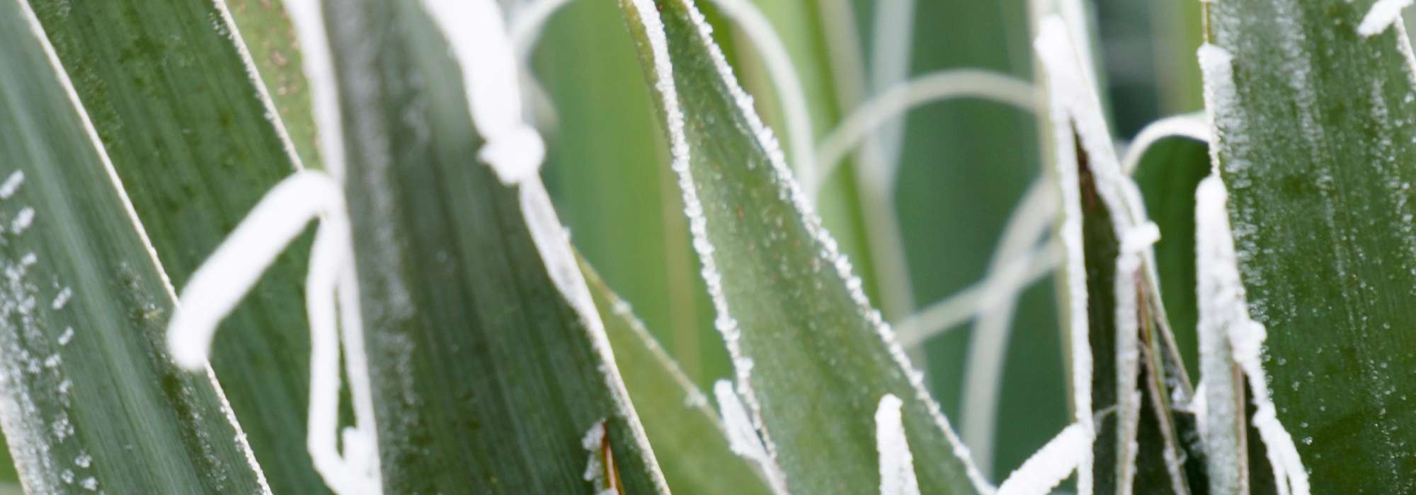 Agave überwintern?