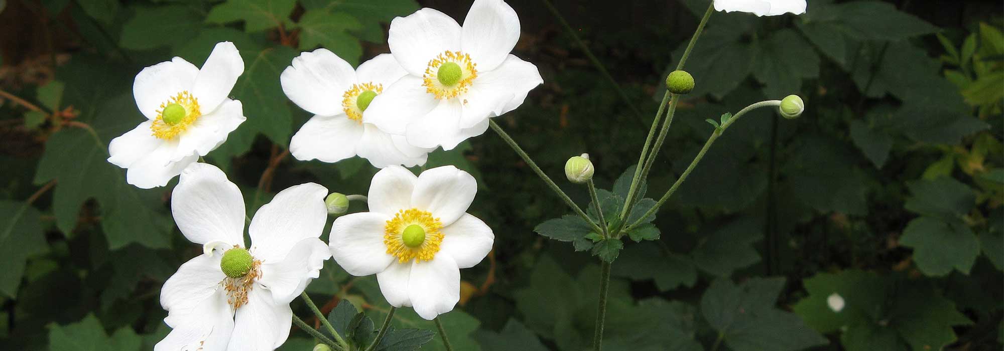 Weiße Japan-Herbst-Anemone: 10 Sorten