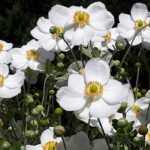 Japan-Herbst-Anemonen: Schönste Sorten
