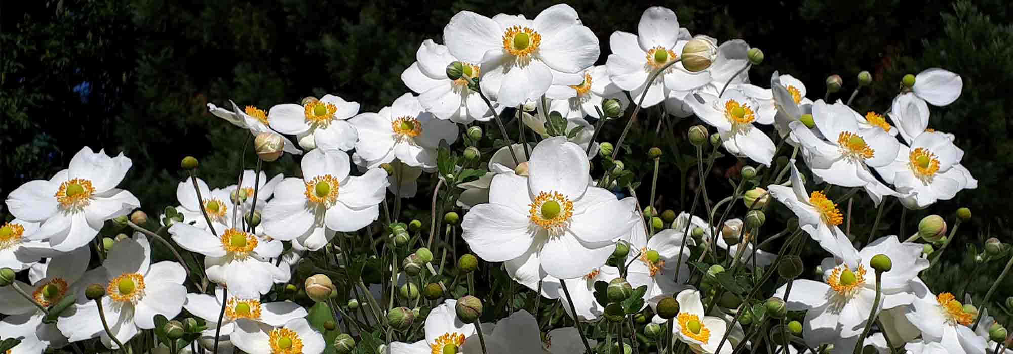 Japan-Herbst-Anemonen: Schönste Sorten