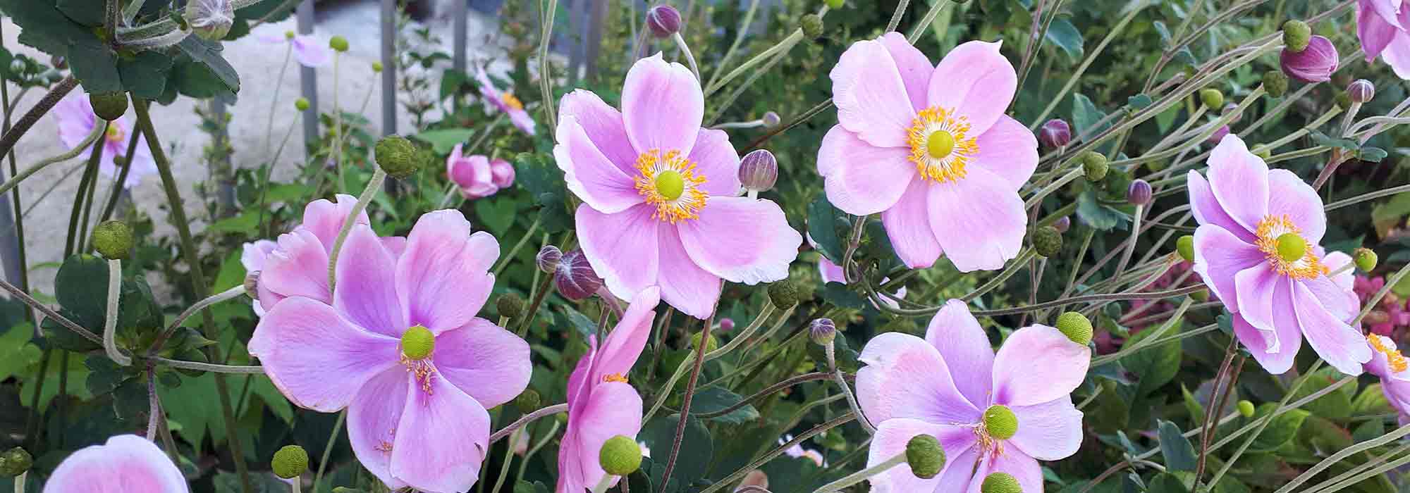 5 Japan-Herbst-Anemonen für den Beet-Hintergrund