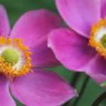 Japan-Herbst-Anemone im Topf kultivieren?