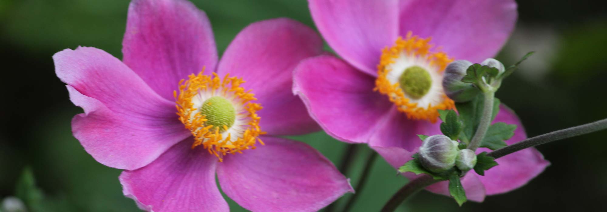 Japan-Herbst-Anemone im Topf kultivieren?
