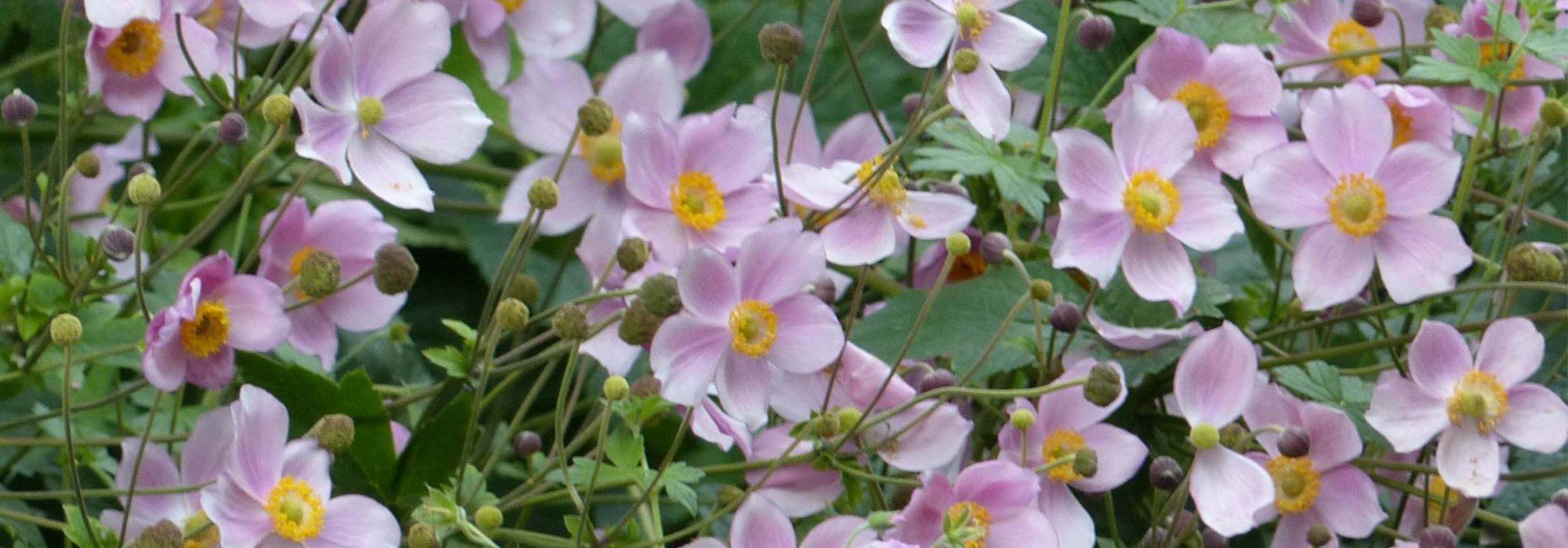 Japan-Herbst-Anemone wählen