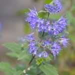 Caryopteris vermehren: Stecklinge en prendre