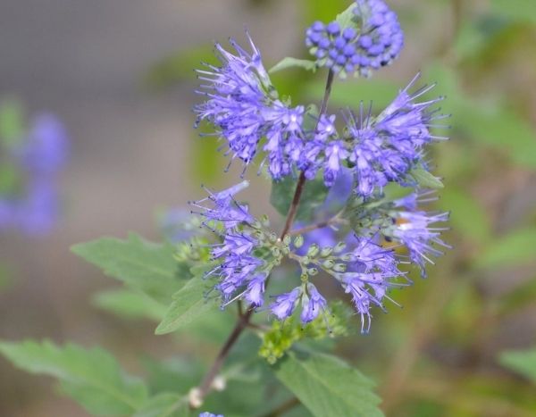 Caryopteris vermehren: Stecklinge en prendre