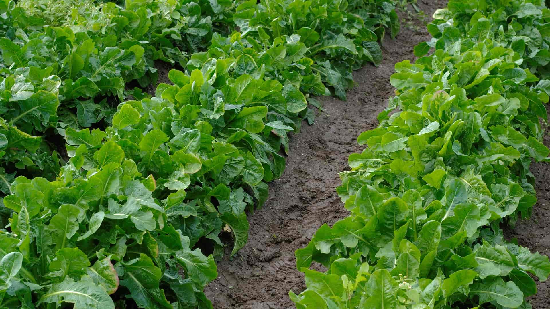 Chicorée: Aussaat, Anbau und Ernte