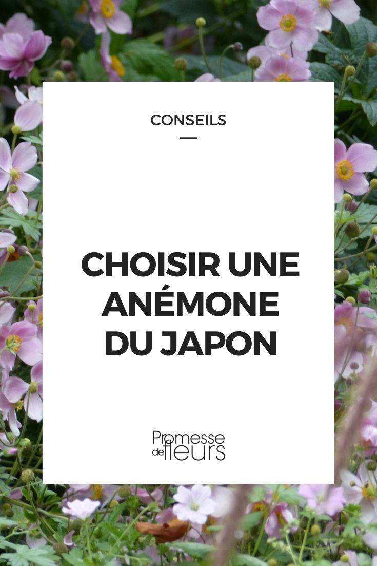 Eine japanische Anemone auswählen
