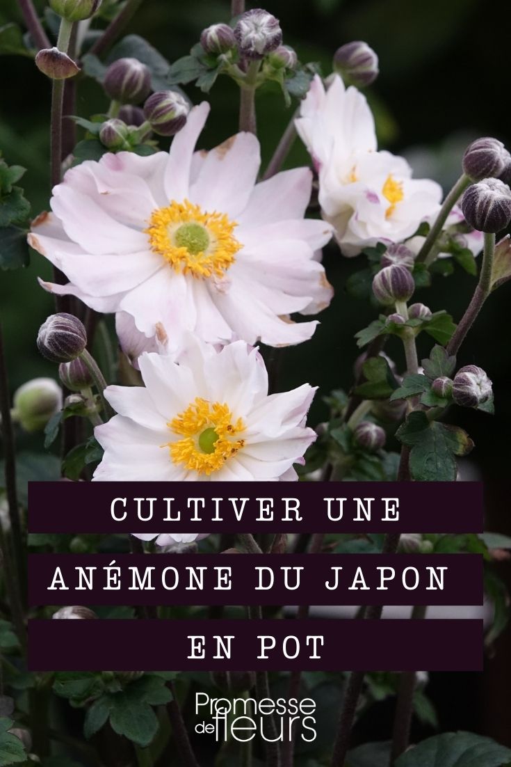 Anemone japonica im Topf kultivieren