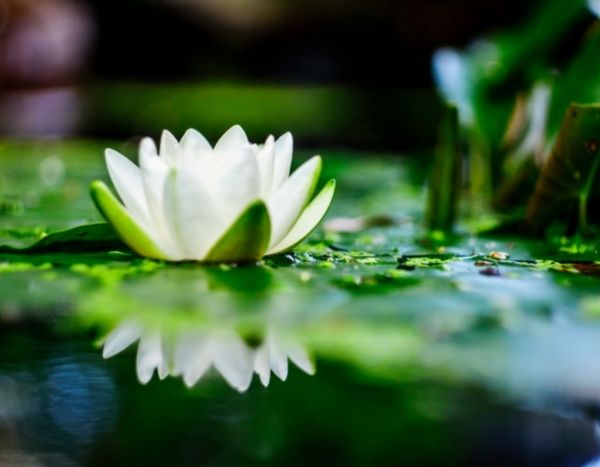 Seerose teilen?