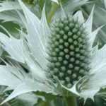 Videotranskript: Eryngium giganteum