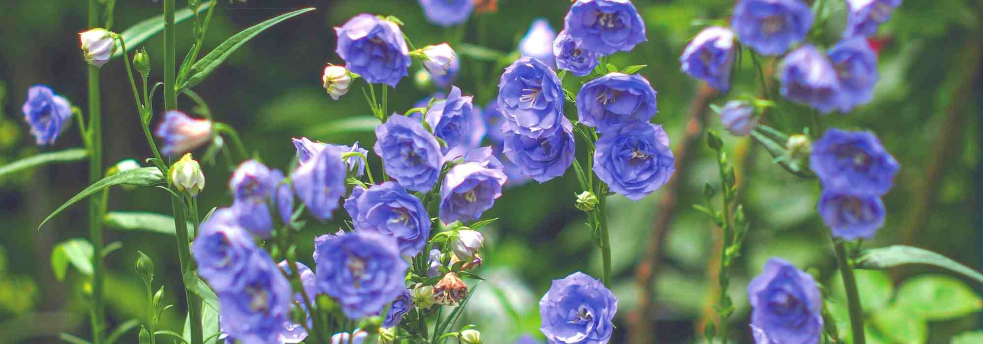 Die schönsten Glockenblumen