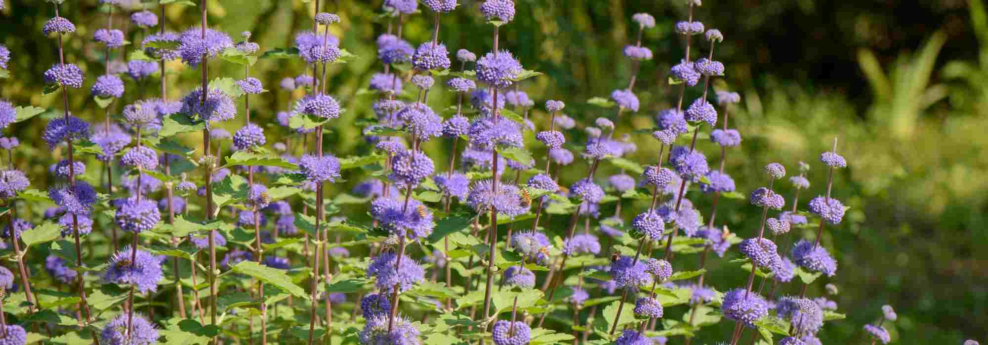 Bartblume: die schönsten Sorten