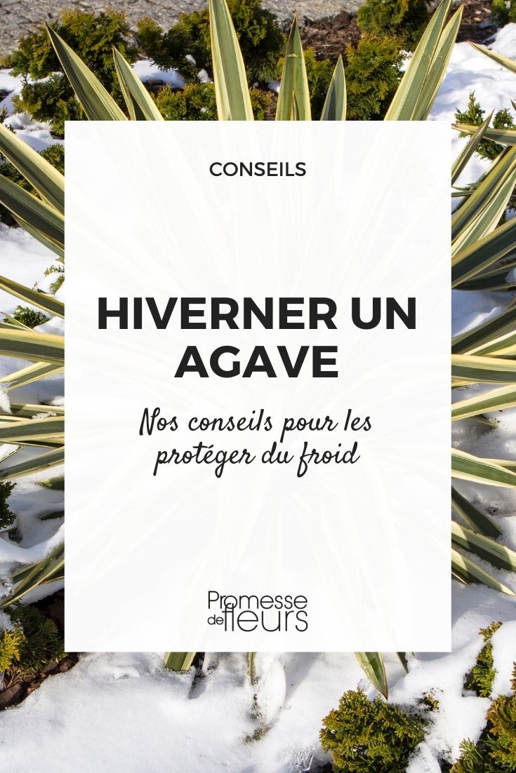 Überwintern einer Agave